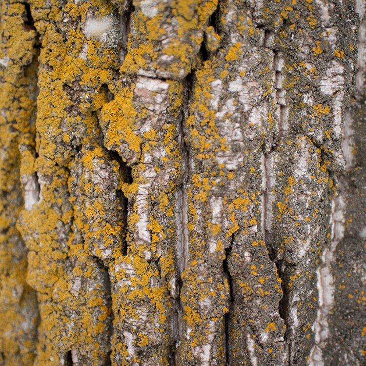 A close up of a tree