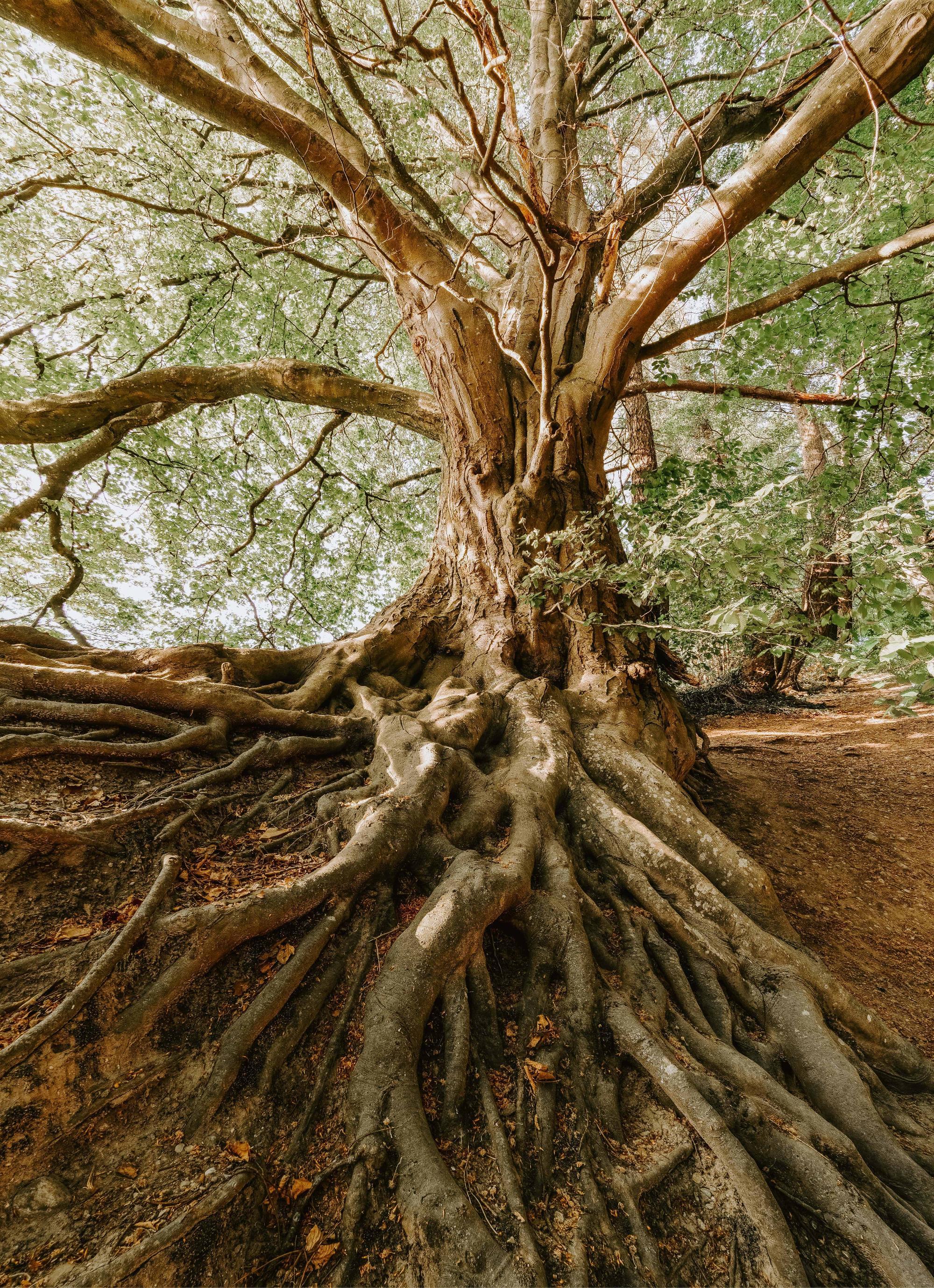 A tree with deep roots